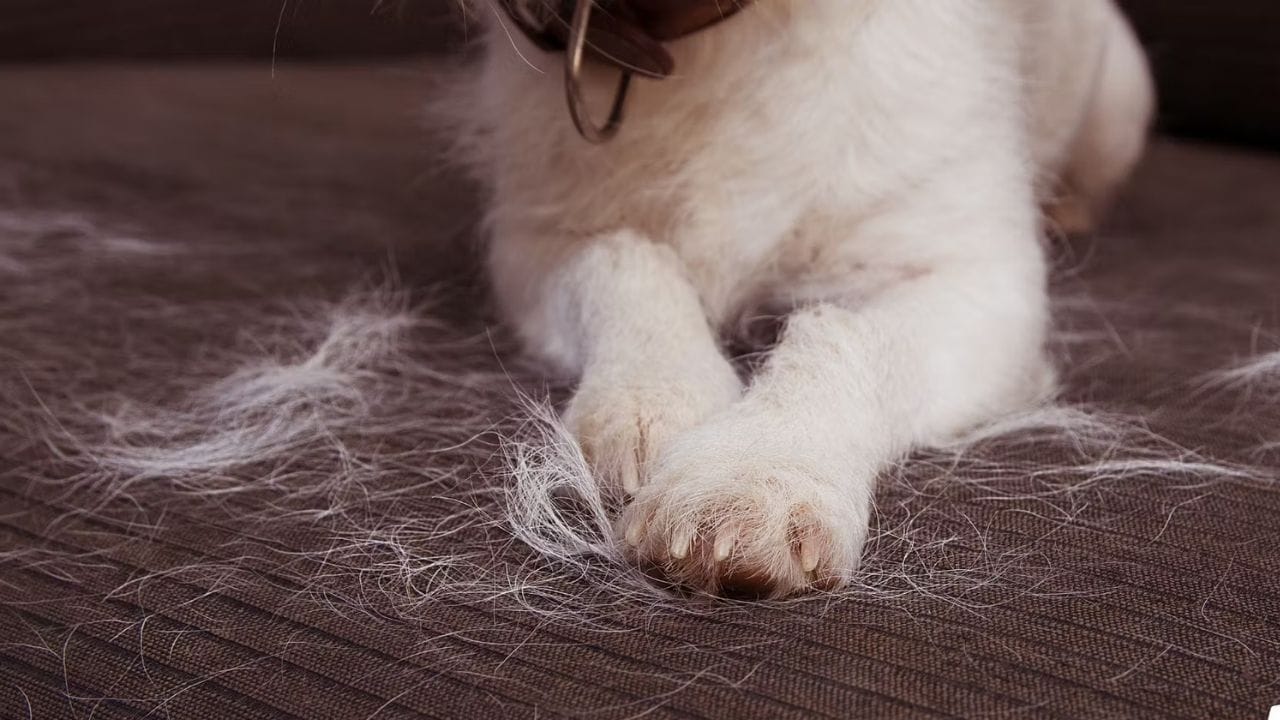 તમારા શ્વાનના ખોરાકમાં અડધી ચમચી આમળા પાવડર ઉમેરો. આમળામાં વિટામિન સી ભરપૂર માત્રામાં હોય છે, જે વાળને મજબૂત બનાવે છે.