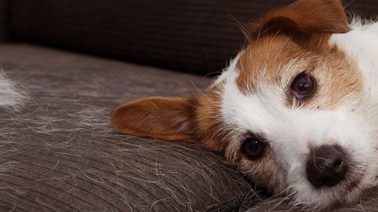 તેમજ ઓમેગા-3 ફેટી એસિડ્સ ના ઉણપના કારણે પણ વાળ ખરે છે. તમારા શ્વાનના ખોરાકમાં 1 ચમચી અળસી પાવડર ઉમેરો. અથવા 1 ચમચી માછલીનું તેલ આપો.