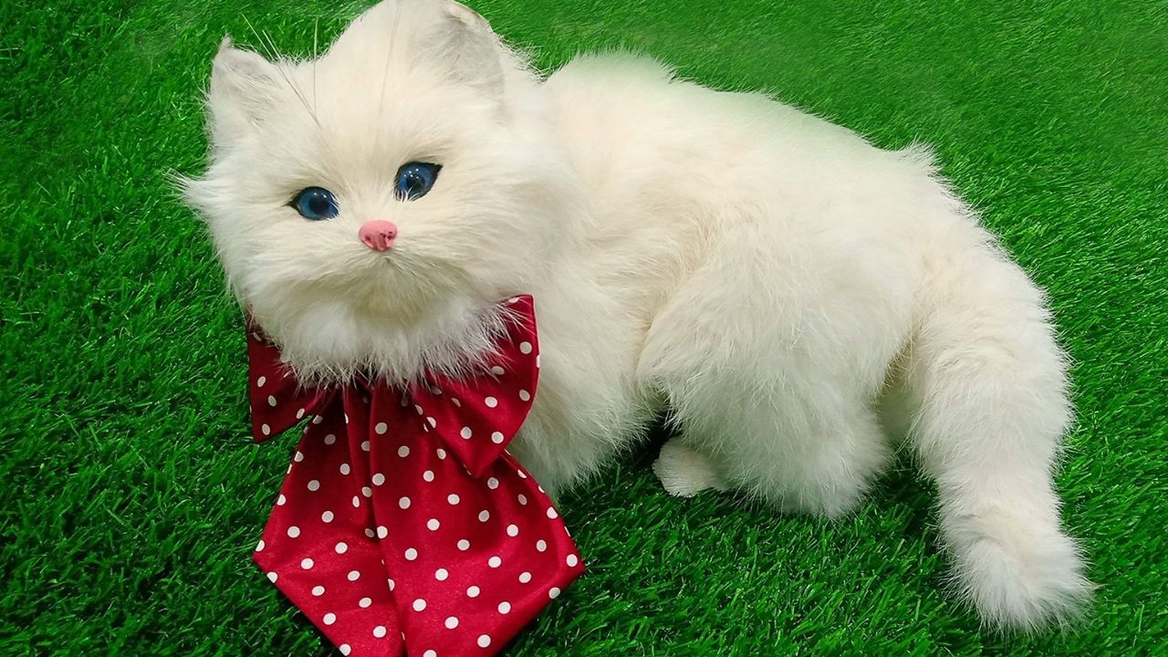 Dog travel Indian Railways