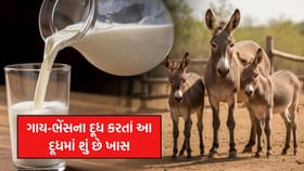 ગધેડીનું દૂધ આટલું મોંઘું કેમ છે અને તેના સ્વાસ્થ્ય લાભો કયા છે?