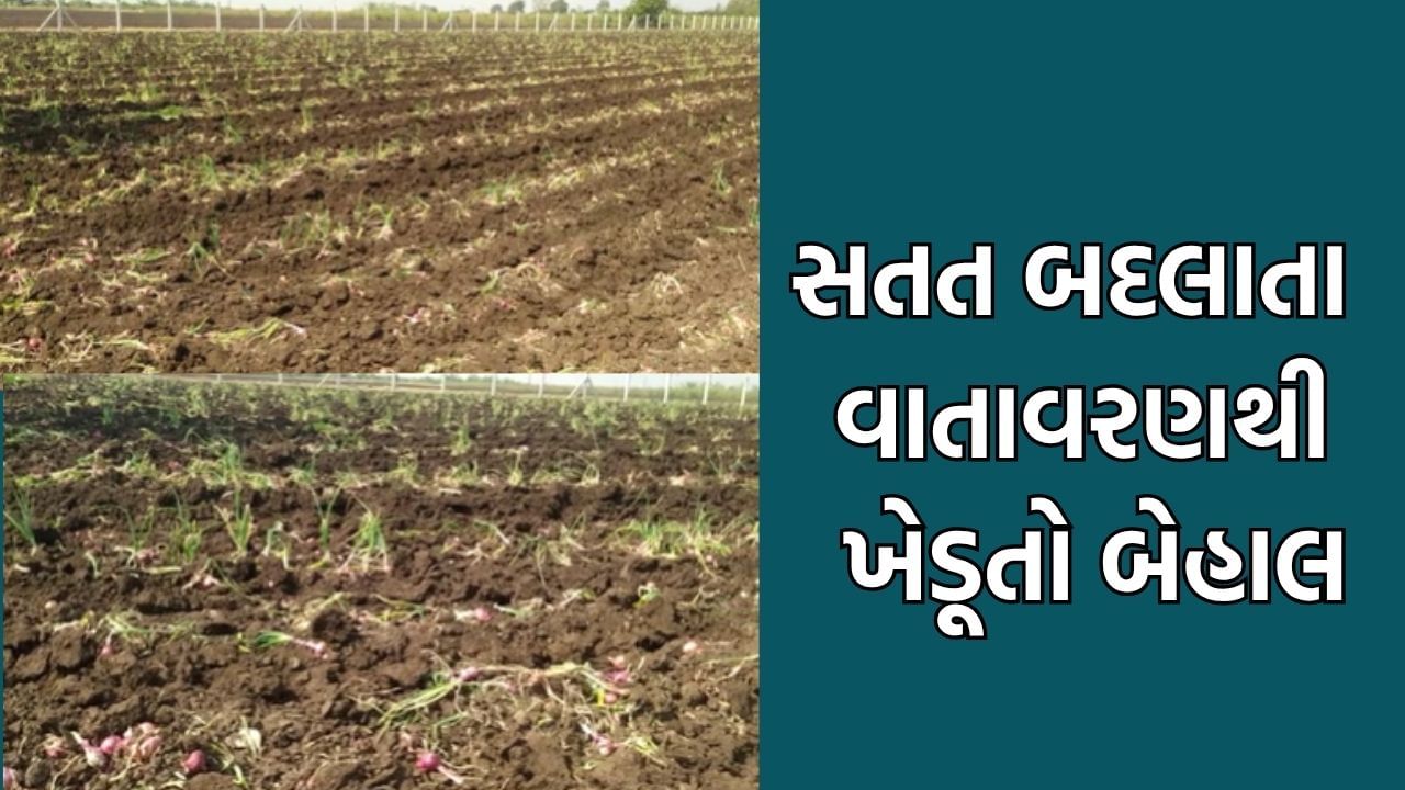 ધોરાજીના ખેડૂતો પર બેવડો માર, માવઠાથી માર સહન કરી રહેલા ખેડૂતોવે હવે બદલાતા વાતાવરણે રડાવ્યા- Video
