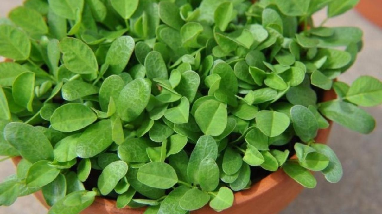 _Fenugreek (2)