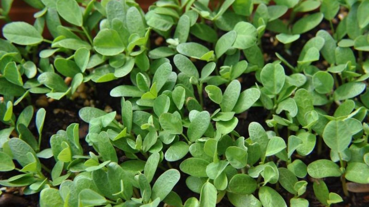 _Fenugreek (3)