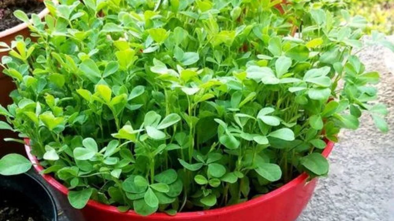 _Fenugreek (4)