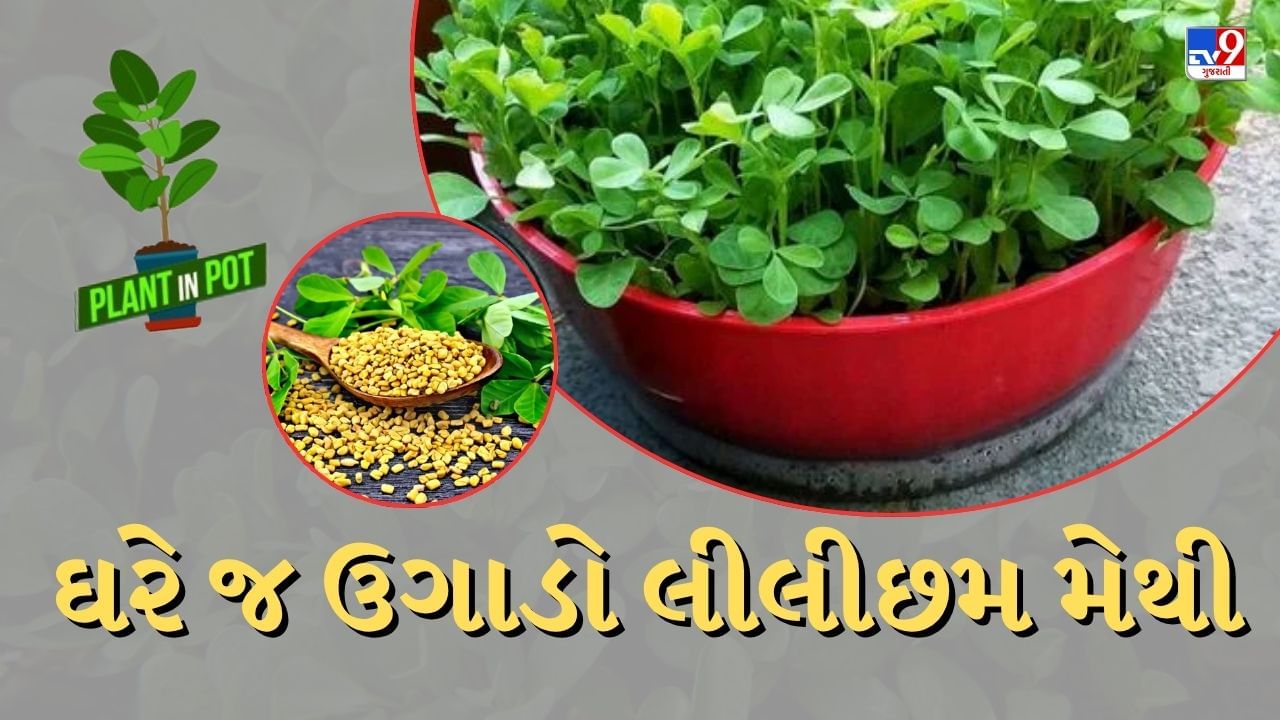 _Fenugreek (6)