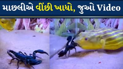 Shocking Video: ઝેરી વીંછીને જીવતો ખાય ગઈ માછલી, તડપાવી-તડપાવીને મારી નાખ્યો, જુઓ Video