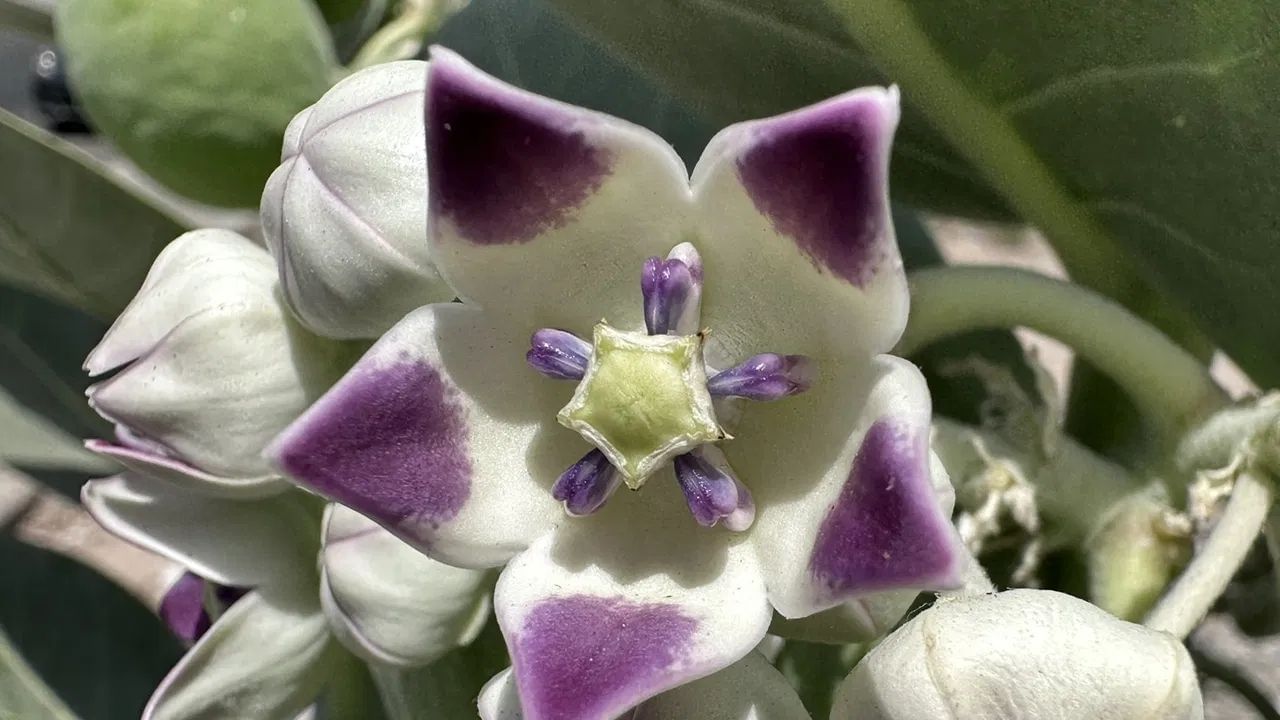 Flowers Not for Puja For God (5)