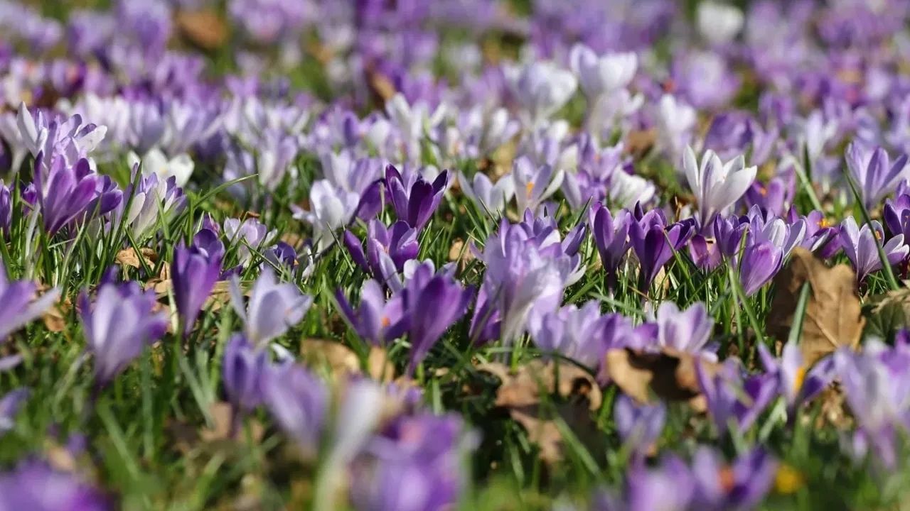 Flowers Not for Puja For God (6)