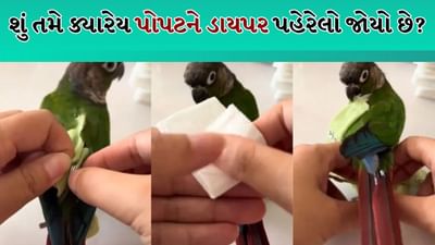 પોપટ પણ પહેરે છે ડાયપર, જો વિશ્વાસ ન આવે તો તમે જાતે જ જોઈ લો, વીડિયો જોઈને લોકો હસીને થયા લોટપોટ