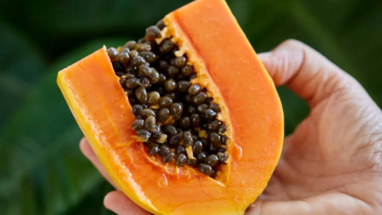 વજન: જો તમે વજન ઓછું કરવા માંગો છો, તો રાત્રે પપૈયું ખાવું એ એક સારો વિકલ્પ બની શકે છે. તેમાં કેલરી ઓછી અને ફાઇબર વધુ હોય છે, જેના કારણે પેટ લાંબા સમય સુધી ભરેલું રહે છે અને મોડી રાત્રે બીજું કંઈ ખાવાની ઇચ્છા થતી નથી. તે તમારા શરીરના ચયાપચયને પણ ઝડપી બનાવે છે, જે ચરબી બર્ન કરવામાં મદદ કરી શકે છે.