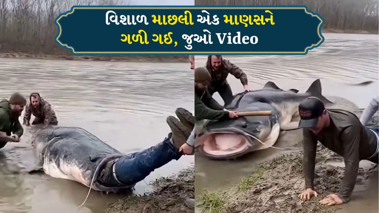 Fish Viral Video: એક વિશાળ માછલી એક માણસને અડધો ગળી ગઈ, પછી જે થયું તે જોયા જેવું છે