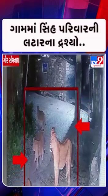 ગામની ગલીઓમાં એકસાથે 6 સાવજ..