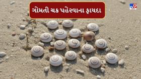 Vastu Tips : ગોમતી ચક્ર પહેરવાથી થાય છે અઢળક ફાયદો, જાણો Vastu Tips : ગોમતી ચક્ર પહેરવાથી થાય છે અઢળક ફાયદો, જાણો