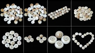 ગોમતી ચક્ર દેવી લક્ષ્મીનું પ્રિય માનવામાં આવે છે. તેને પહેરવા અથવા રાખવાથી નાણાકીય લાભ અને નાણાકીય સ્થિરતાની શક્યતા બને છે.