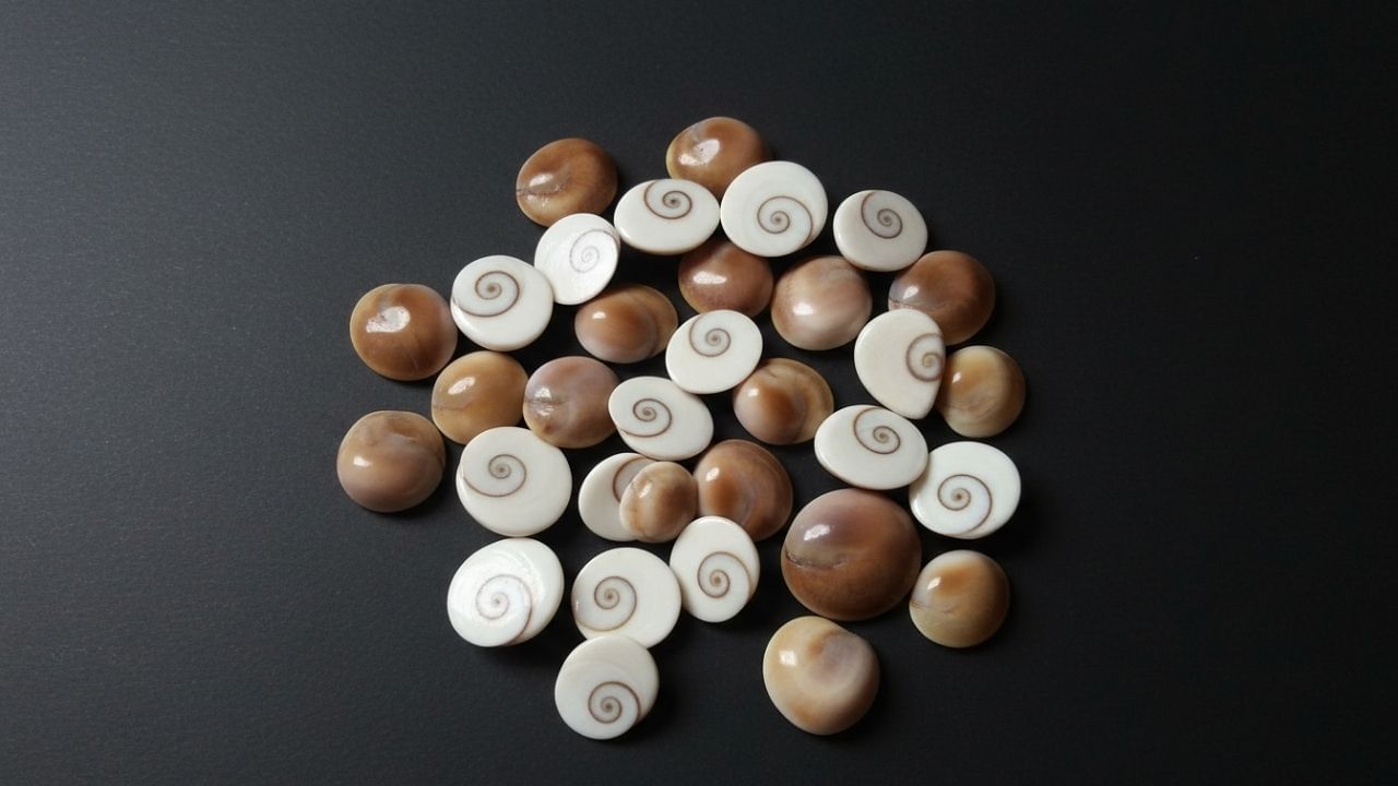 ગોમતી ચક્ર સારા માનસિક અને શારીરિક સ્વાસ્થ્યને પ્રોત્સાહન આપે છે તેવું માનવામાં આવે છે. તે ભાવનાત્મક સંતુલન અને તણાવ રાહતમાં પણ મદદ કરે છે.