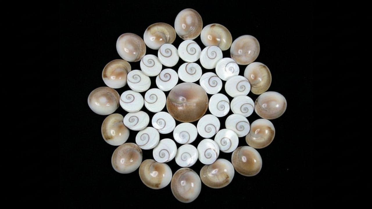 તે સારા નસીબને આકર્ષે છે, જીવનમાં વિવિધ સમસ્યાઓ અને અવરોધોને દૂર કરવામાં મદદ કરે છે, પછી ભલે તે કારકિર્દી હોય, વ્યવસાય હોય કે મુકદ્દમામાં વિજય હોય.