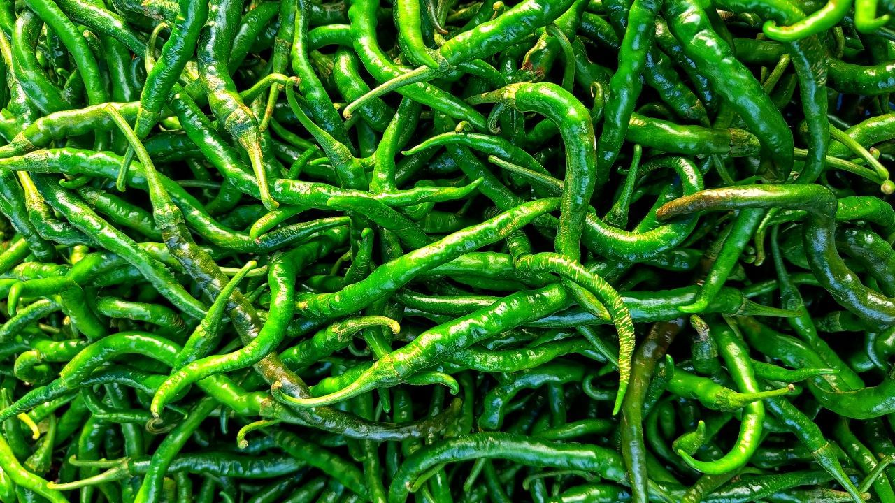 ઘણા લોકો સ્વાદ વધારવા માટે તેમના ભોજન સાથે લીલા મરચા ખાવાનો આનંદ માણે છે. પરંતુ શું આ સાચું છે? ચાલો દરરોજ લીલા મરચા ખાવાના ફાયદા અને કેટલાક મુખ્ય ફાયદાઓ જાણીએ.