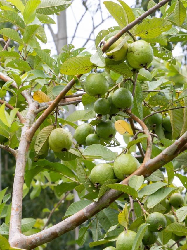 Plant In Pot : જામફળના ઝાડ પર ફળ નથી ઉગતા ? અપનાવો આ ટીપ્સ