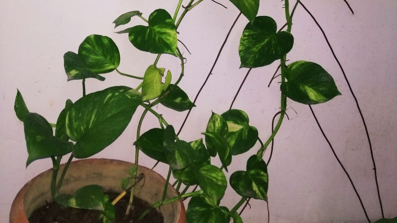 મની પ્લાન્ટ પણ ભેટમાં ન આપવો જોઈએ. માન્યતાઓ અનુસાર, જે લોકો આવું કરે છે તેઓ પ્રતીકાત્મક રીતે પોતાનું સૌભાગ્ય અને સંપત્તિનું દાન કરે છે.