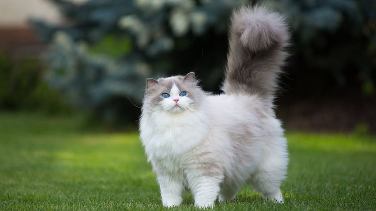 Indian Rail pet policy