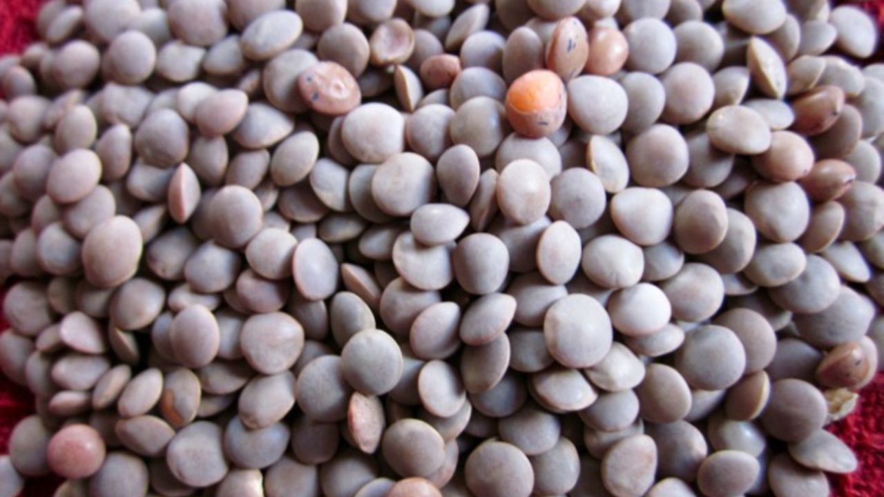 જ્યાં પણ રાક્ષસનું લોહી પૃથ્વી પર પડ્યું, ત્યાં મસૂર ઉગી નીકળી. આ કારણોસર તેને માંસમાંથી ઉત્પન્ન થયેલી માનવામાં આવે છે અને તેને માંસાહારી કઠોળ તરીકે વર્ગીકૃત કરવામાં આવે છે.