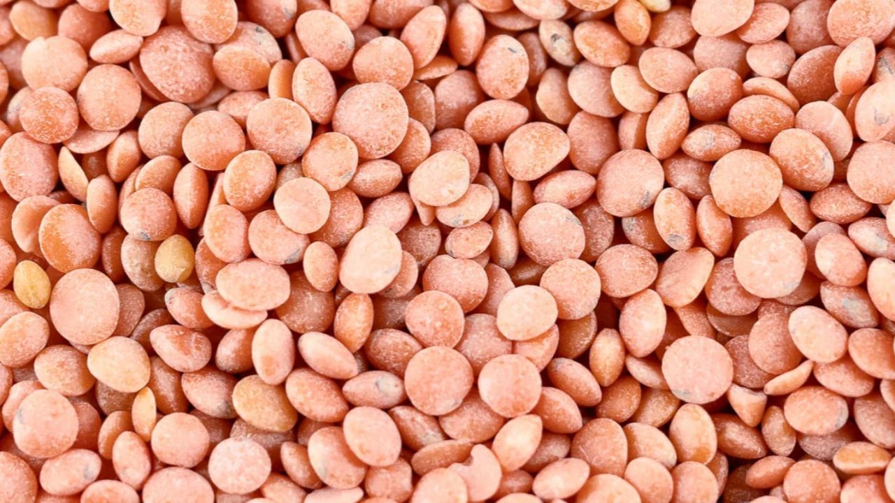 બીજી માન્યતા: કામધેનુ ગાયની વાર્તા- બીજી દંતકથા અનુસાર, મસૂર કામધેનુ ગાયના રક્તમાંથી ઉત્પન્ન થયેલ હોવાનું માનવામાં આવે છે. તેથી તેને પવિત્ર ખોરાક માનવામાં આવતો નથી.