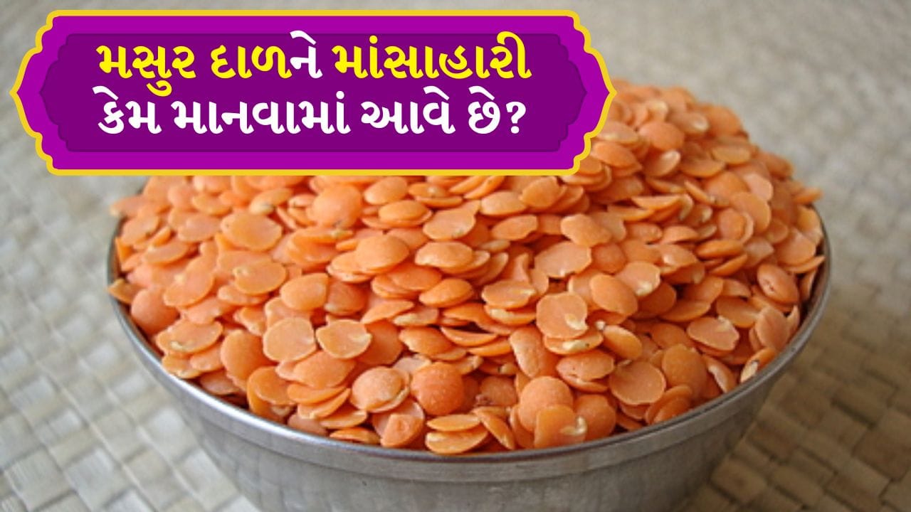 મસૂર શા માટે માંસાહારી માનવામાં આવે છે?: ધાર્મિક માન્યતાઓ અનુસાર તે સમુદ્રમંથનની વાર્તા સાથે જોડાયેલી છે. એવું કહેવાય છે કે જ્યારે ભગવાન વિષ્ણુએ સ્વરભાનુ રાક્ષસનો વધ કર્યો, ત્યારે તેનું માથું અને ધડ અલગ થઈ ગયા.