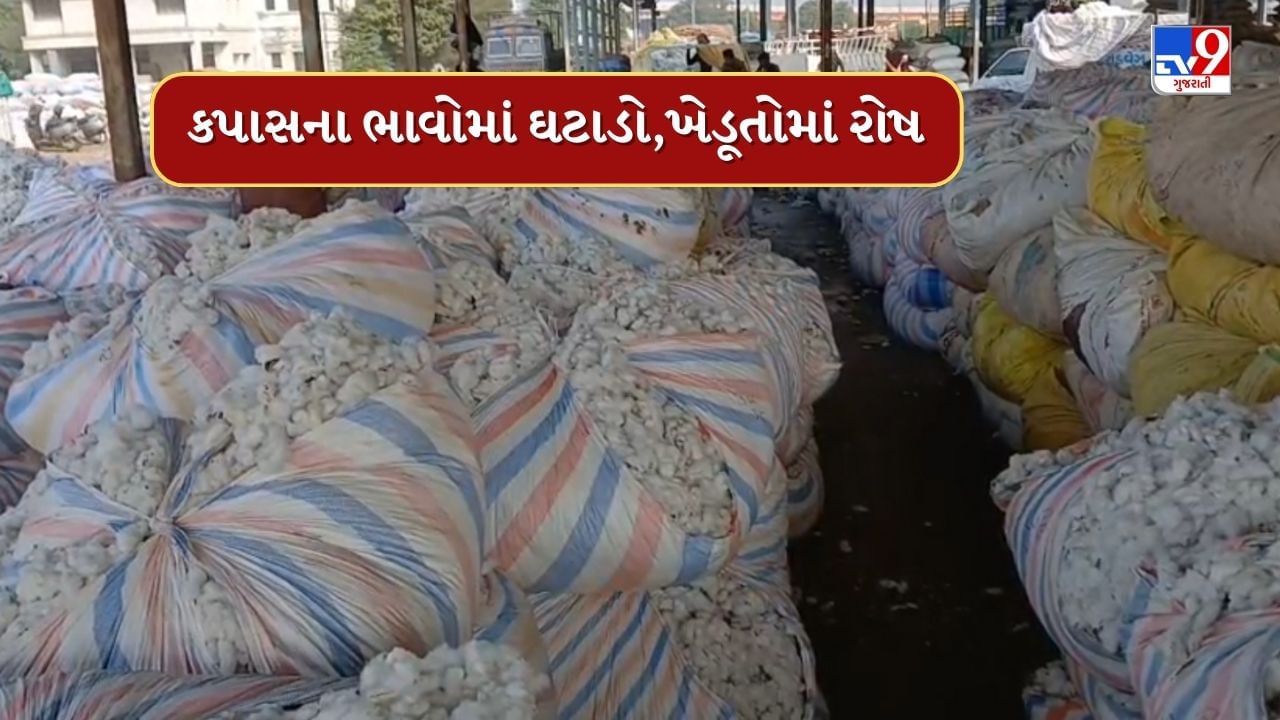 Jamnagar : હાપા માર્કેટ યાર્ડમાં કપાસની આવક, પ્રતિ મણ ઓછો ભાવ મળતા ખેડૂતોમાં ભારે નારાજગી, જુઓ Video