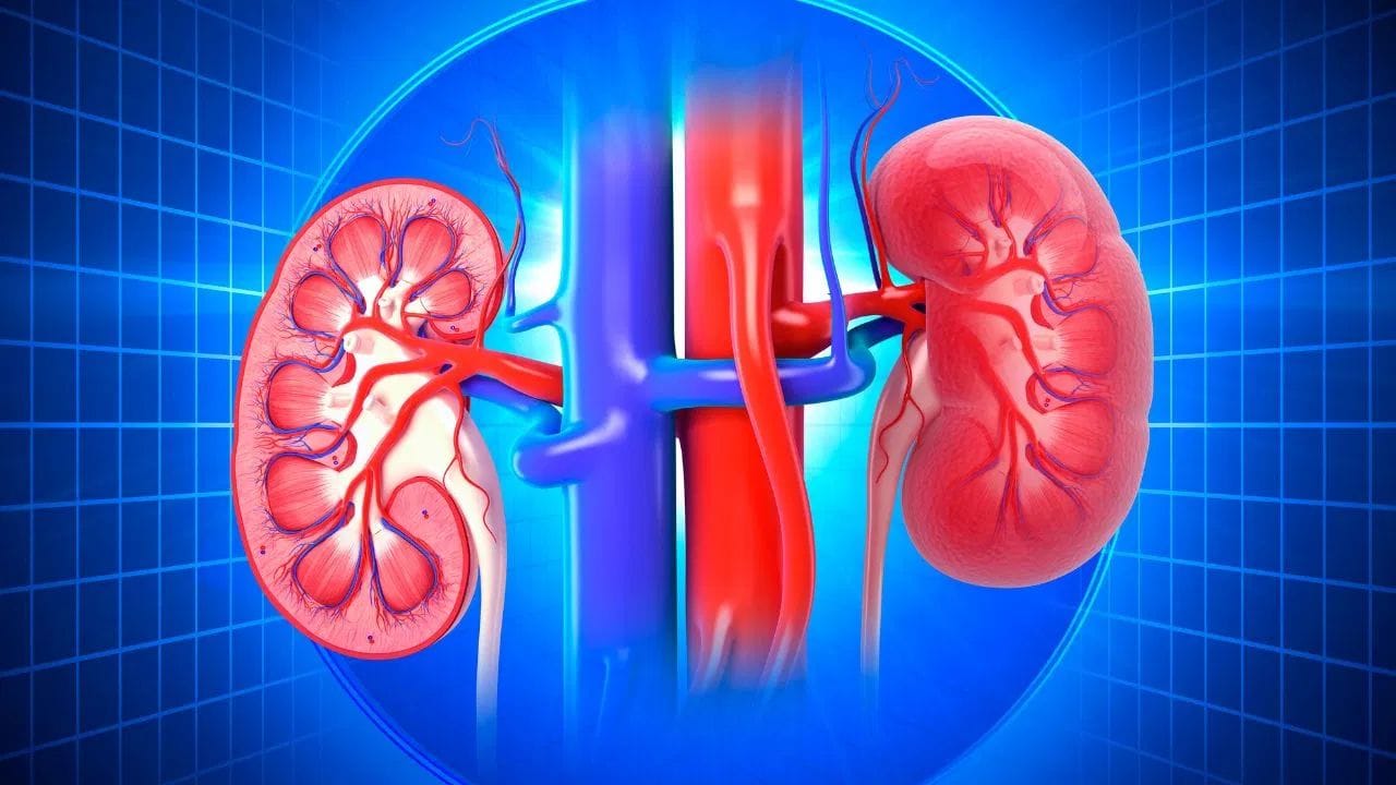 આપણું શરીર એક મશીન જેવું છે, જે કોઈપણ સમસ્યા વિશે આપણને પ્રારંભિક ચેતવણી સંકેતો આપવાનું શરૂ કરે છે. જો આપણે આ ચિહ્નોને વહેલા ઓળખી લઈએ, તો ગંભીર રોગથી બચી શકાય છે. તેવી જ રીતે, કિડનીમાં કોઈ સમસ્યા હોય ત્યારે આપણું શરીર પણ આપણને ચેતવણીઓ (કિડની નુકસાનના લક્ષણો) આપવાનું શરૂ કરે છે.