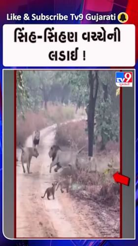 સાસણ ગીર જંગલમાં સિંહોનો વીડિયો થયો વાયરલ