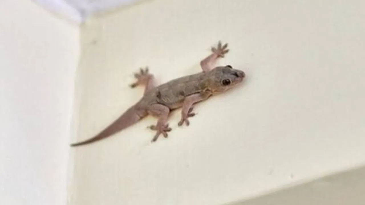 ઘણા લોકો આ પાકમાંથી લાખો રૂપિયા કમાઈ રહ્યા છે. આ ખેતી આવકનો મહત્વપૂર્ણ સ્ત્રોત બની ગયા છે. હાલમાં, ચીન સહિત ઘણા દેશોમાં આ પાકની ખેતી કરવામાં આવે છે.