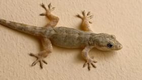 Lizard Farming : આ જગ્યાએ થાય છે ગરોળીની ખેતી 