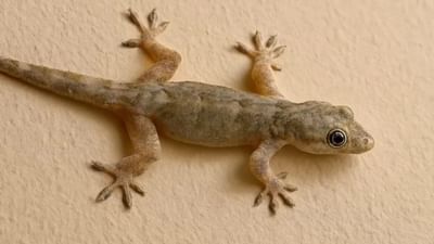 તમે ઘણીવાર ઘરની દિવાલો પર પાલી જોઈ હશે, અને ઘણીવાર લોકો તેને જોઈને ભાગી જાય છે. જોકે, આ પાલી તમારા માટે ફાયદાકારક હોઈ શકે છે.