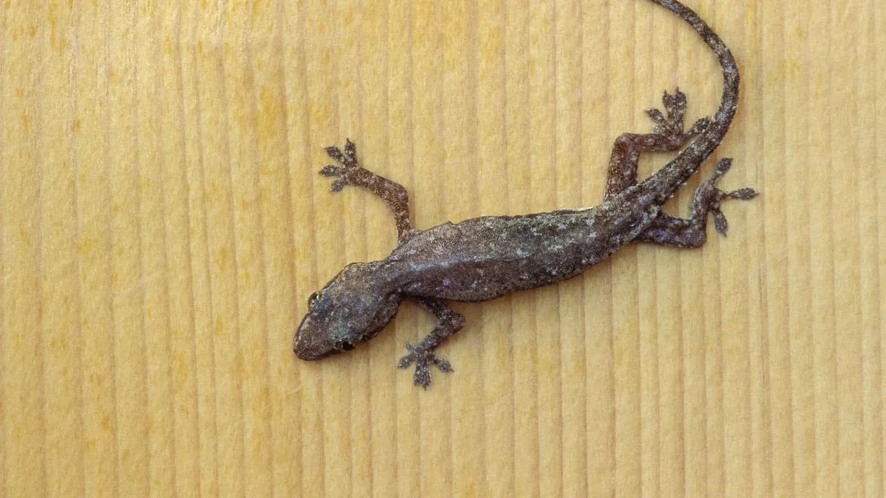 ચીન, ઇન્ડોનેશિયા, થાઈલેન્ડ અને મલેશિયા જેવા ઘણા એશિયન દેશોમાં લોકો ગરોળીની ખેતી કરે છે. આમાં વિવિધ પ્રકારના ગરોળીનો સમાવેશ થાય છે.