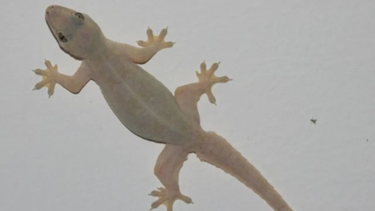 તેના ઔષધીય ગુણધર્મોને કારણે, તે આંતરરાષ્ટ્રીય બજારમાં કરોડો રૂપિયામાં વેચાઈ રહ્યું છે. ચીન જેવા દેશો આ જડીબુટ્ટીઓની આયાત કરે છે કારણ કે આ જડીબુટ્ટીઓનો ઉપયોગ પરંપરાગત ચાઇનીઝ દવામાં થાય છે.