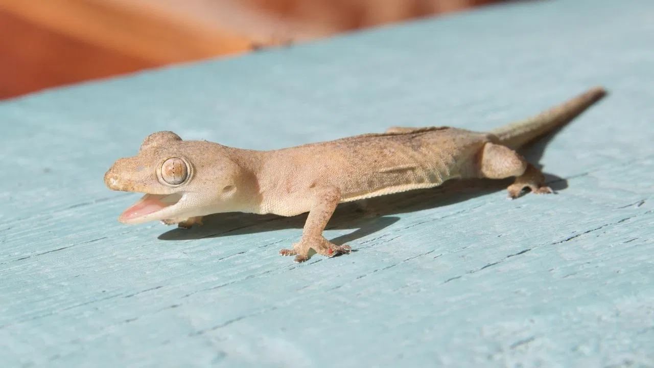 ટોકે ગેકો ગરોળીની એક પ્રજાતિ છે જે થાઈલેન્ડ, મલેશિયા અને ચીનમાં વ્યાપકપણે ઉછેરવામાં આવે છે. ટોકે ગેકોની વૈશ્વિક સ્તરે ખૂબ માંગ છે, તેના પ્રોટીન, વિટામિન્સ અને અન્ય ઘટકો કેન્સર, ડાયાબિટીસ અને શ્વસન રોગો માટે ફાયદાકારક માનવામાં આવે છે.