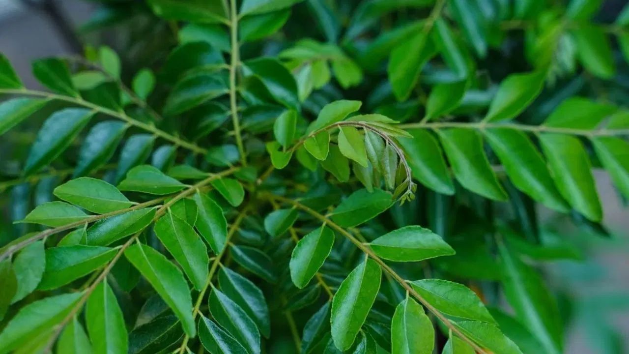 Disclaimer: આ લેખમાં લખેલી સલાહ અને સૂચનો ફક્ત સામાન્ય માહિતી માટે છે. કોઈપણ સમસ્યા અથવા પ્રશ્નો માટે નિષ્ણાતની સલાહ લો.