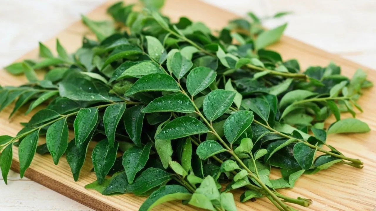 આ પાન ભારતીય રસોડાનો એક મહત્વપૂર્ણ ભાગ છે. આ ફક્ત એક મસાલો નથી પરંતુ બીમારીઓ માટે દેશી દવા પણ છે.સ્વાસ્થ્યની સમસ્યામાં વધારો થાય છે ત્યારે નિયમિત ખાલી પેટે આ લીમડાના પાનના પાણીનું સેવન ખૂબ જ ફાયદાકારક સાબિત થાય છે.