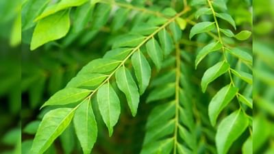 તમે મીઠા લીમડા પાંદ ખાવાના ફાયદા જાણતા હશો, પરતું તમને ખબર છે. મીઠા લીમડાના પાંદમાં ક્યા ક્યા વિટામિન હોય તેમજ તેના ફાયદા વિશે જાણીએ.