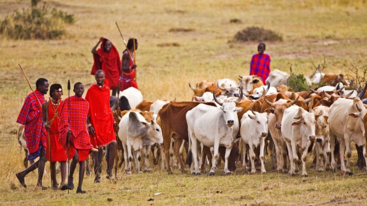 મસાઇ લોકો તીર કે વાંસની બનેલી એક ટ્યુબને ગાયની ગળાની નસ (jugular vein) માં નાખે છે અને તેનુ લોહી કાઢે છે. 