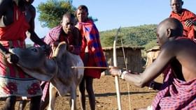 દુનિયાની એક એવી પ્રજાતિ જે ગાયને મારતી નથી, સીધુ તેનુ લોહી પીવે છે