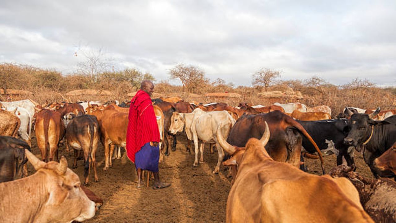નોંધનીય છે કે, મસાઈ લોકો ગાયનું તાજુ લોહી પીવા માટે તેને મારતા નથી. તેના બદલે, તેઓ ખાતરી કરે છે કે ગાય લોહી કાઢતી વખતે મરી ન જાય.