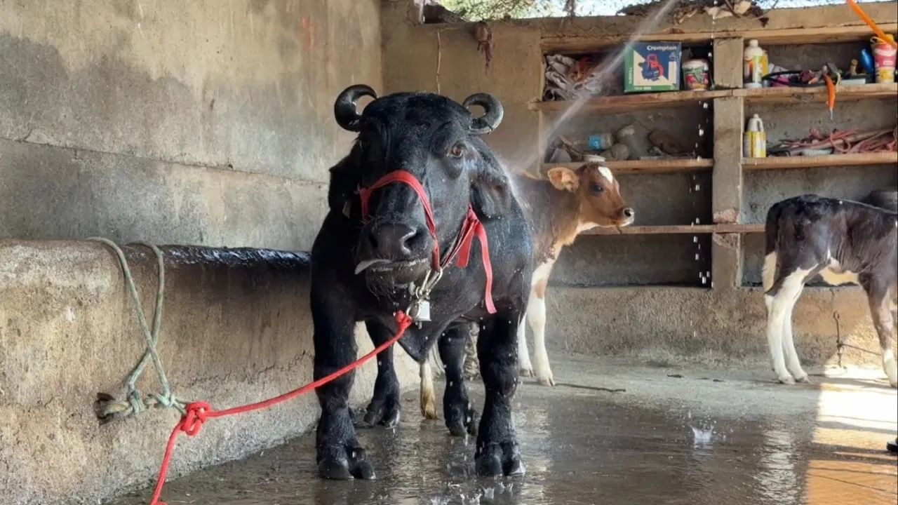 Maharashtra Radha Buffalo Smallest, Crowned by Guinness Record (2)