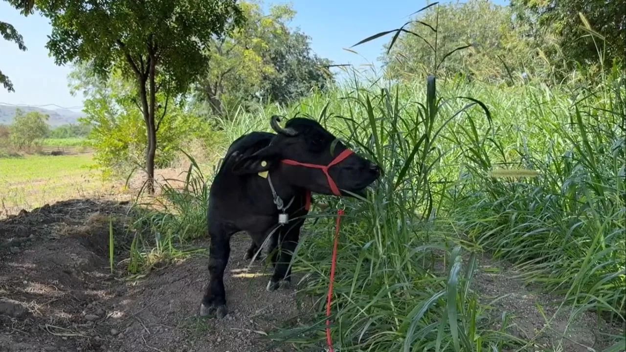 Maharashtra Radha Buffalo Smallest, Crowned by Guinness Record (3)
