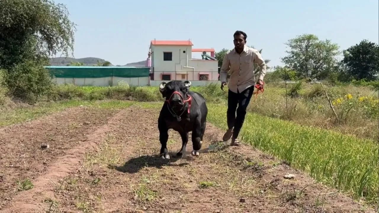 Maharashtra Radha Buffalo Smallest, Crowned by Guinness Record (4)