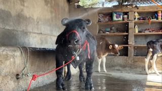 વિશ્વની સૌથી નાની ભેંસ… માત્ર 2 ફૂટ 8 ઇંચ ઉંચી, પણ વજન 285 કિલો, તમે નહીં જોઈ હોય