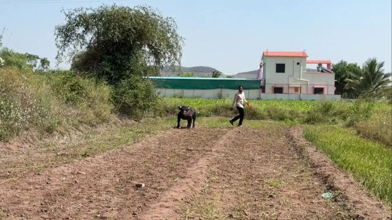 Maharashtra Radha Buffalo Smallest, Crowned by Guinness Record (6)