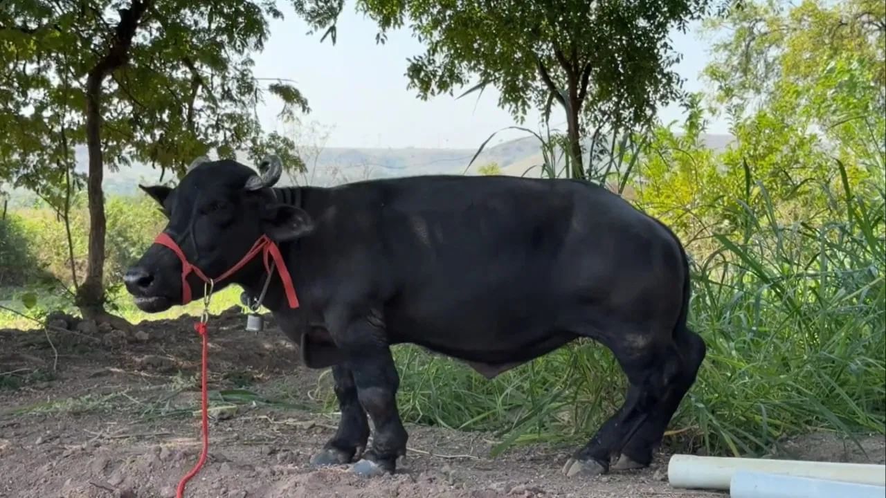 Maharashtra Radha Buffalo Smallest, Crowned by Guinness Record (7)