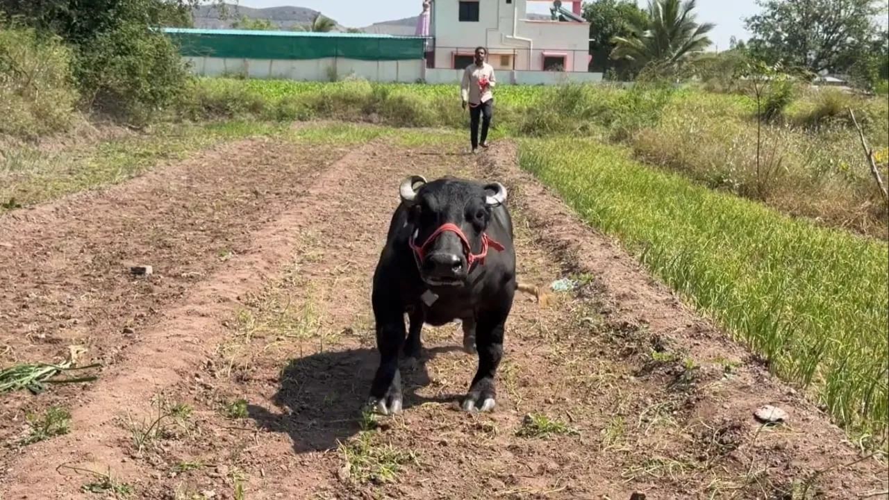 Maharashtra Radha Buffalo Smallest, Crowned by Guinness Record (8)