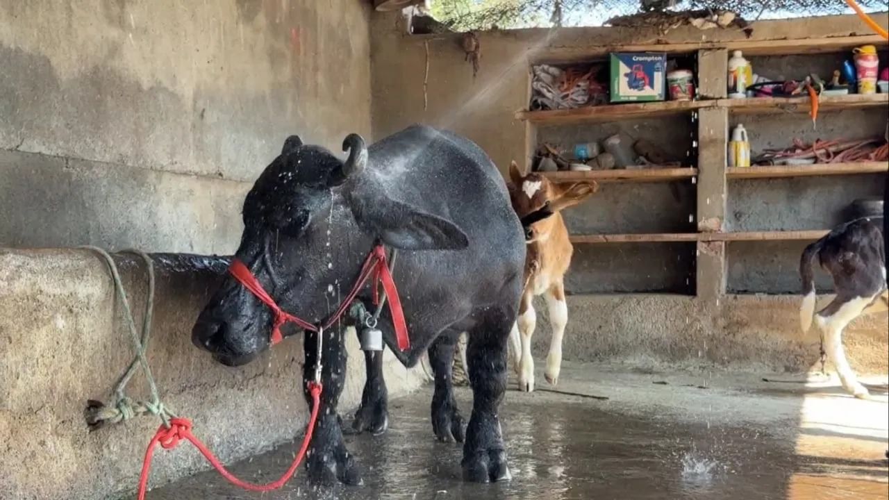 Maharashtra Radha Buffalo Smallest, Crowned by Guinness Record (9)